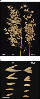 Phenotypic characterization and candidate gene analysis of a short kernel and brassinosteroid insensitive mutant from hexaploid oat (Avena sativa)